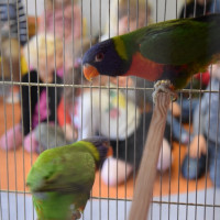 42_papugi